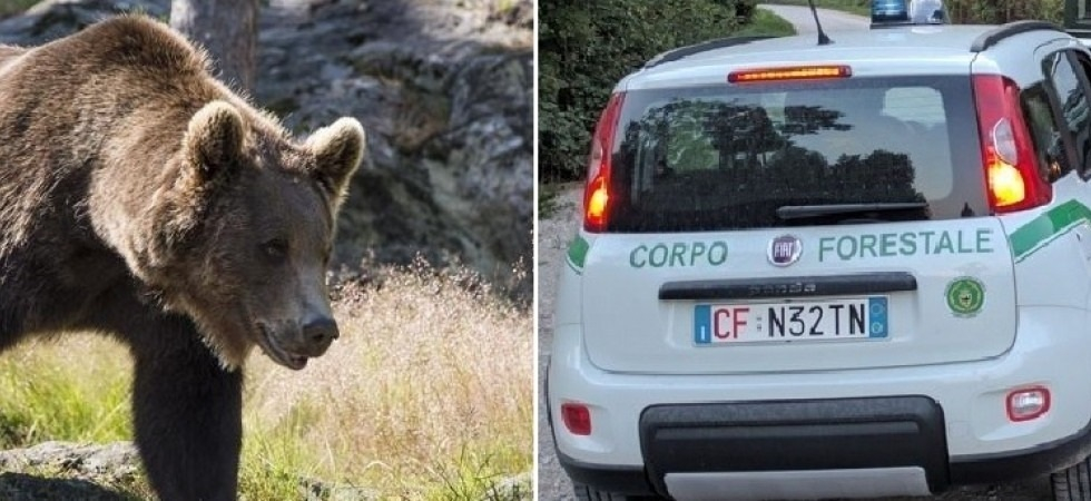 Orso investito da un'auto all'alba, l’animale fugge nella vegetazione dopo il violento impatto