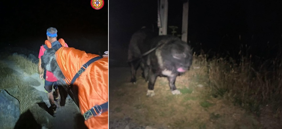 In montagna con il cane ma l'animale non riesce a proseguire lungo il sentiero