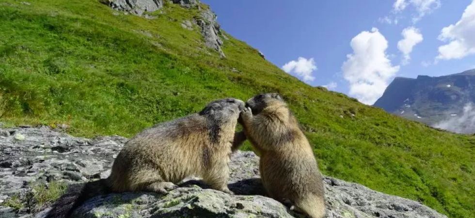 Bracconaggio contro le marmotte?