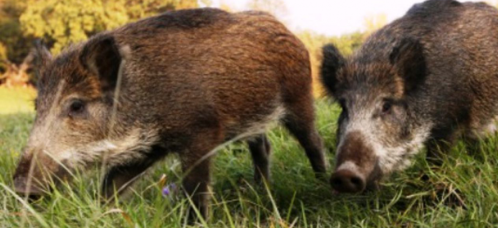 “In una notte i cinghiali possono distruggere oltre un quintale d’uva”: agricoltori esasperati