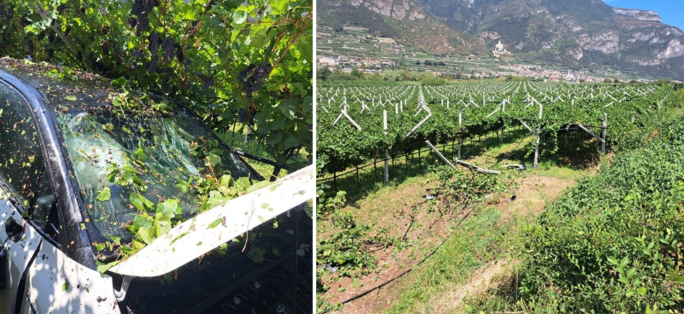 Sbanda, finisce nel campo e abbatte diverse vigne, prima di fermarsi tra i filari (FOTO all'INTERNO)