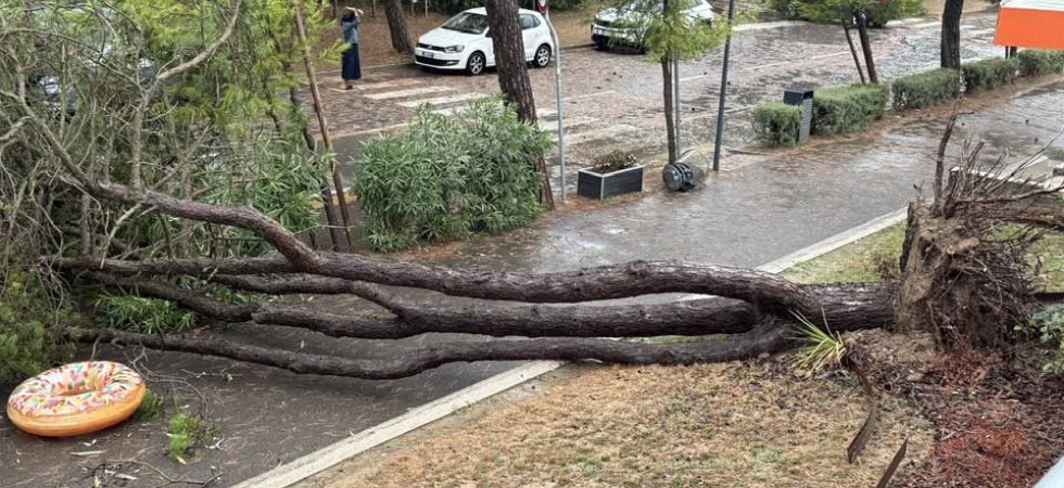 Raffiche di vento molto forti, sradicati decine di alberi