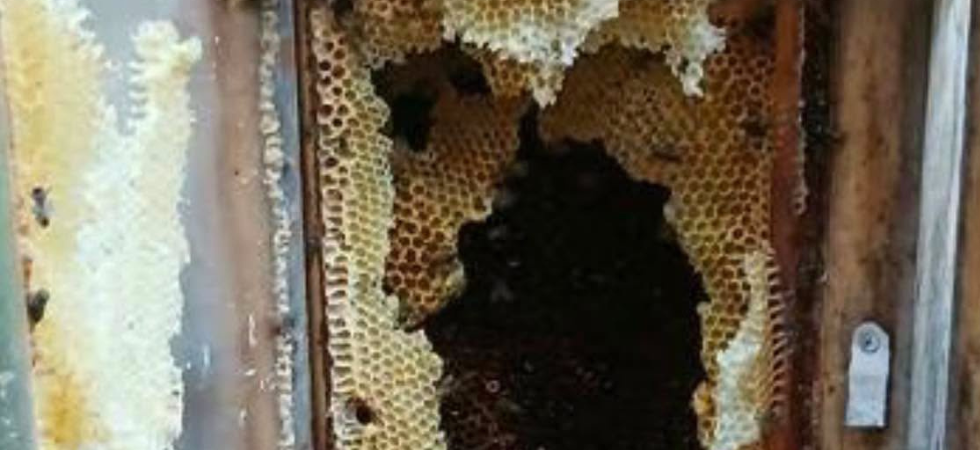 Rubano il miele e scatenano una strage di api: un'intera colonia rischia di non sopravvivere