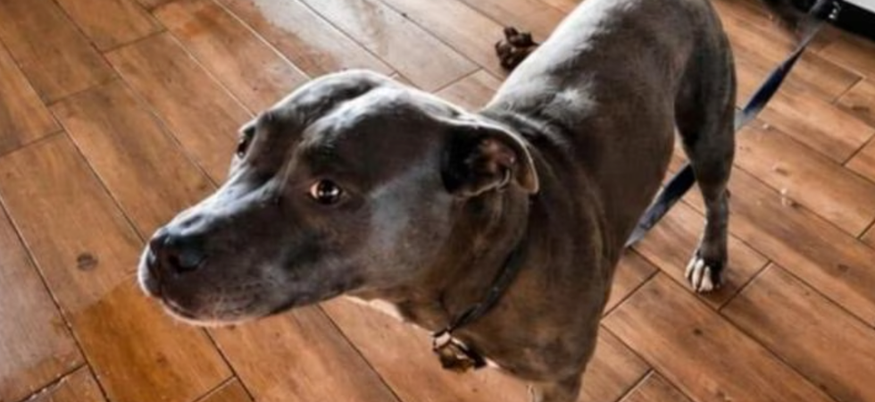 Cane legato a una stufa e abbandonato per giorni senza cibo né acqua: proprietaria denunciata
