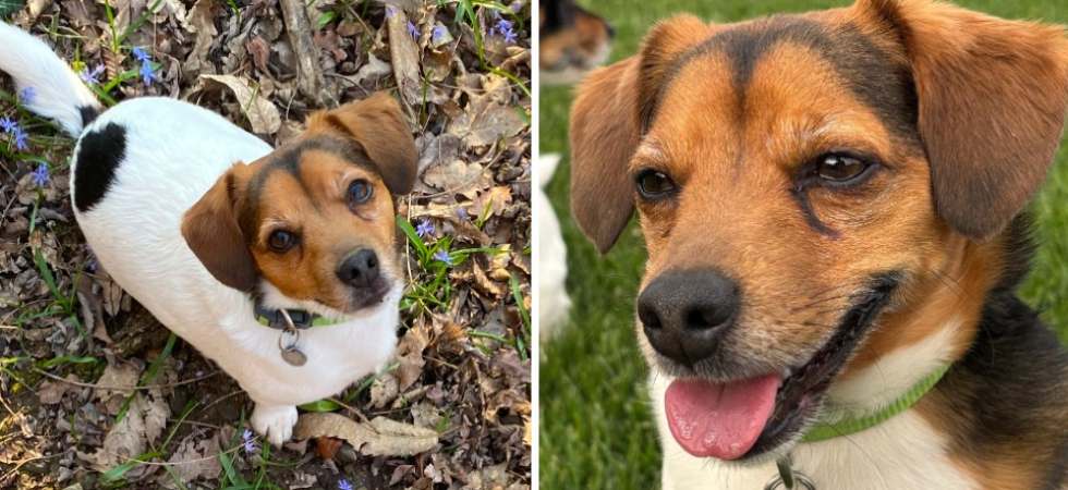 "La nostra cagnolina Sole è sparita da giorni, aiutateci a ritrovarla"