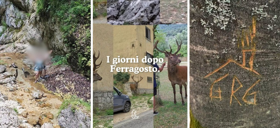 Dalle tende vietate al cibo agli animali selvatici, dalle incisioni sugli alberi ai falsi video sugli orsi in paese