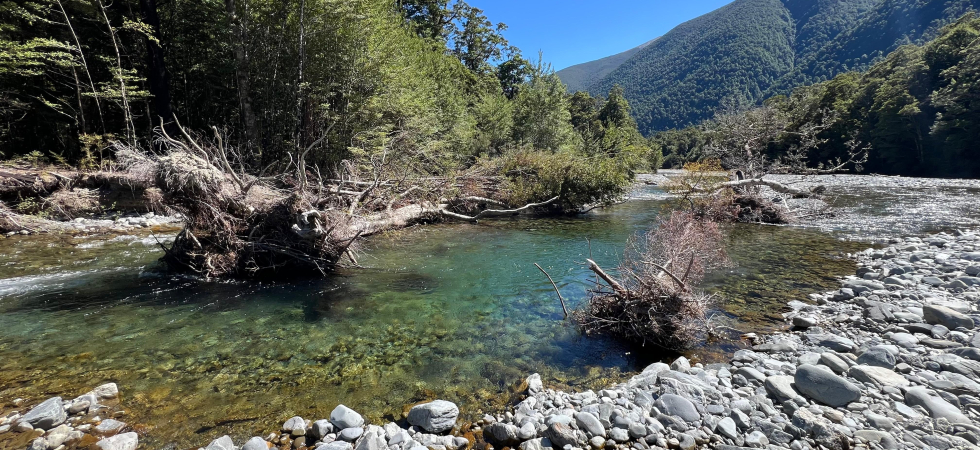 "Legname e foglie non sono rifiuti, ma creano habitat"