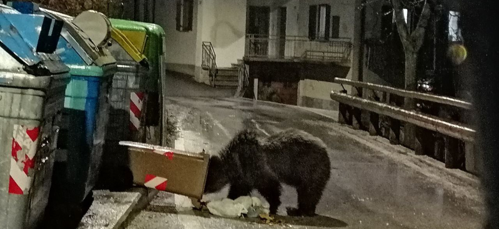 Foto archivio, orso a Cavedago Orsi sul Monte Bondone, ordinanza del sindaco di Trento per vietare di esporre all'aperto i bidoni dell'organico di notte