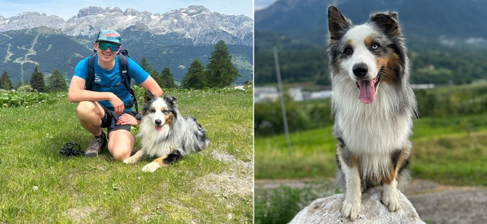 Spaventato dai botti della festa al castello, il cagnolone di 2 anni Maverick scappa di casa