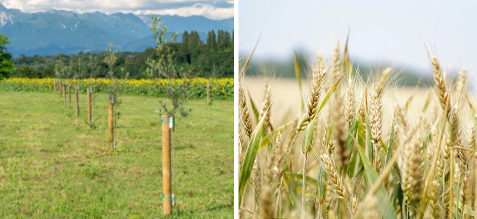 Agricoltura, in Friuli allarme rosso siccità: Le scorte d'acqua si sono esaurite