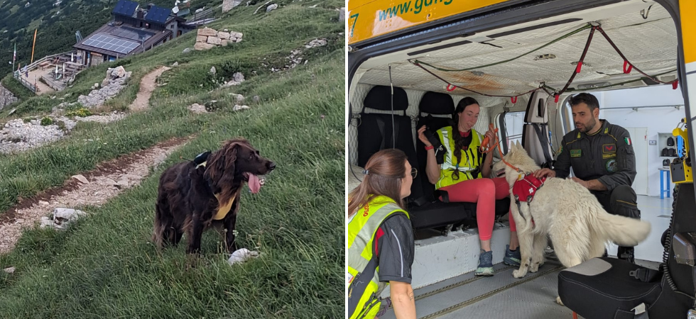 Cani in montagna, un'estate drammatica: Colpi di calore, infortuni