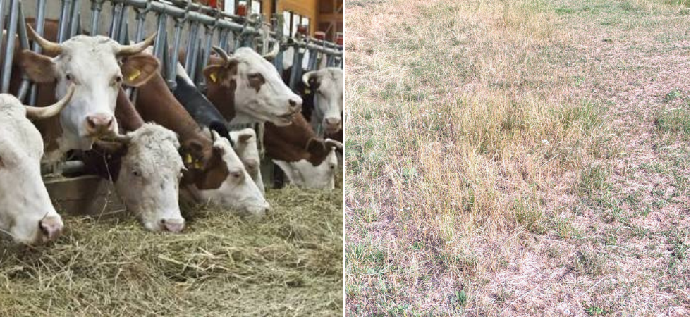 Sos allevamenti, la siccità brucia i pascoli: produzione del fieno dimezzata