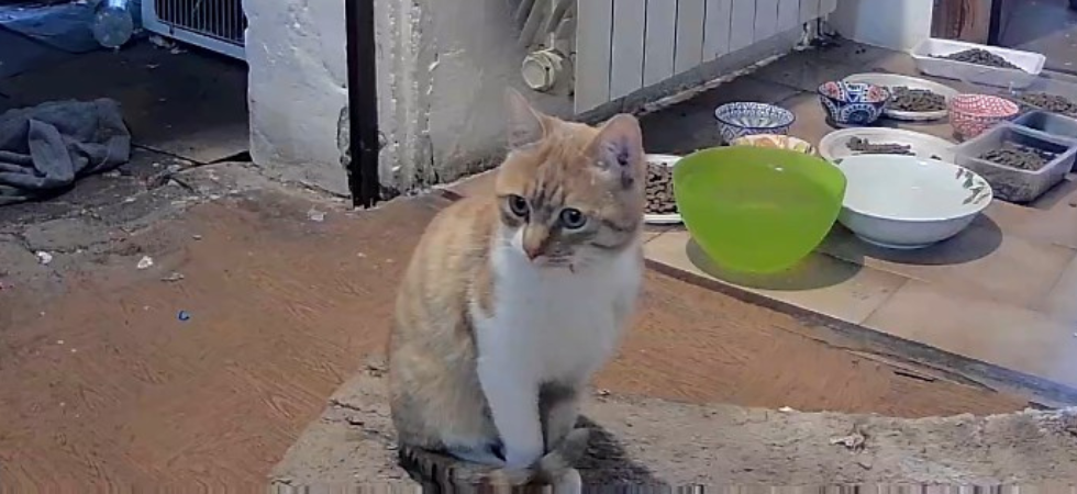 Tre gatti rinchiusi e abbandonati per mesi in un casolare fatiscente, gli attivisti della Lav li portano in salvo