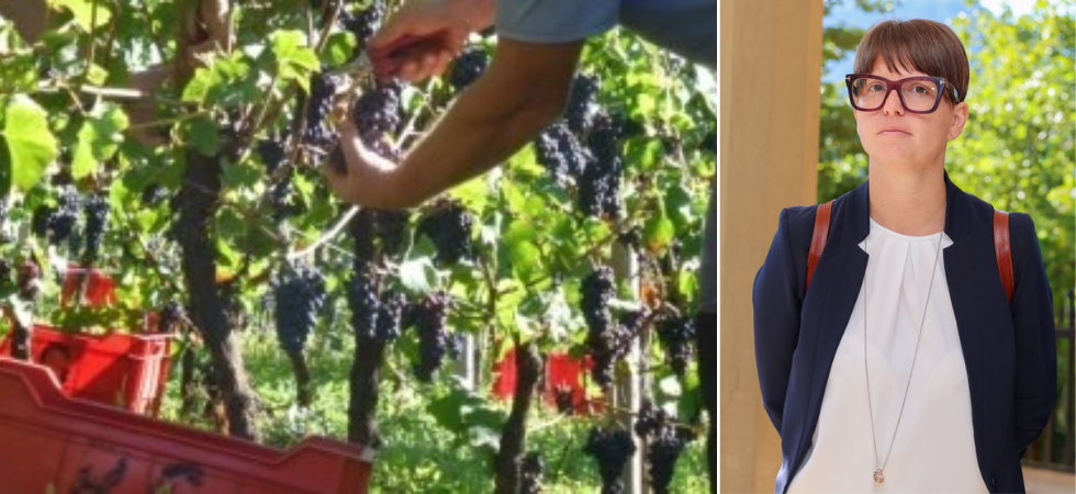 Agricoltura e Ganzega, la Provincia conferma: Il riconoscimento dell’aiuto occasionale non retribuito durante raccolta e
