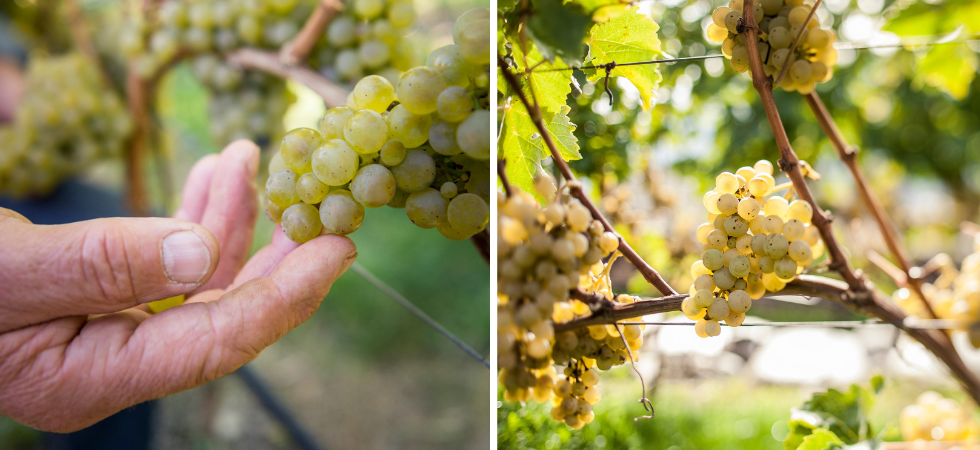 Il caldo accelera la vendemmia: Mai iniziata presto come quest'anno
