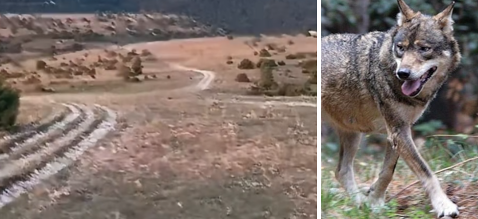 Era sera, abbiamo visto due lupi nella parte bassa della montagna