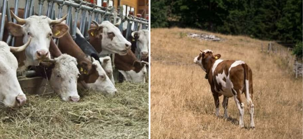 Per gli allevatori estate bruciata da caldo e siccità, la pioggia ora non serve