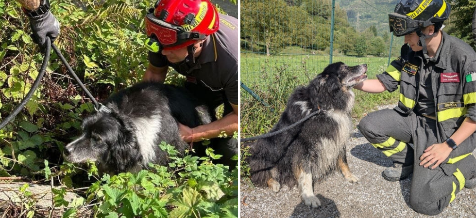 Il cagnolone cade nel torrente durante la passeggiata e la padrona non riesce a recuperarlo dalle acque agitate