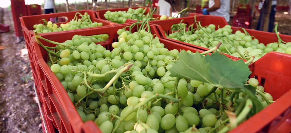 Tempo di vendemmia ma niente previsioni: "Una stagione troppo lunga, basta una grandinata per rovinare tutto"