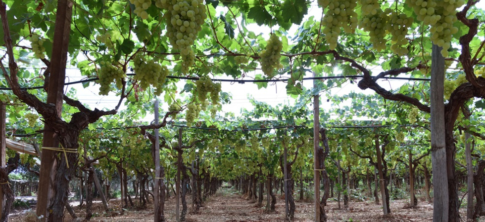Polemiche per i vigneti in quota e la partita è più ingarbugliata
