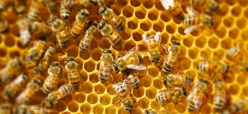 Apicoltura, in arrivo oltre 270mila euro a sostegno del settore: “Formazione, lotta alla varroa e valorizzazione del miele”