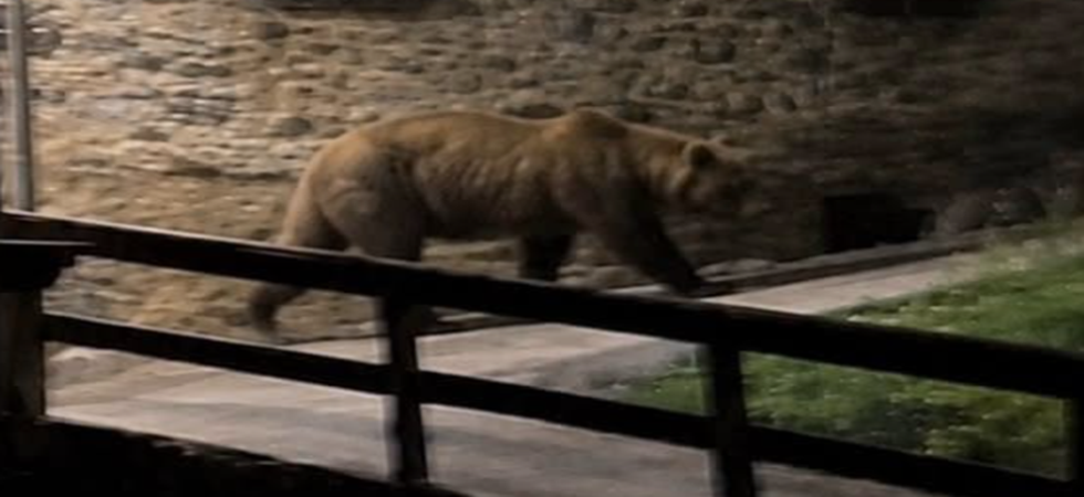 Fotografato un orso che sfila tra le case ed è subito panico su certe pagine social ma è un'immagine creata con l'IA