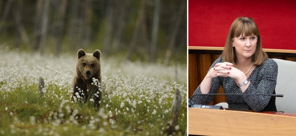 Foto dell'orso di Carlo Frapporti - Archivio Servizio Foreste e Fauna della Provincia di Trento "A che punto è la revisione del piano Pacobace?", Angeli sui grandi carnivori