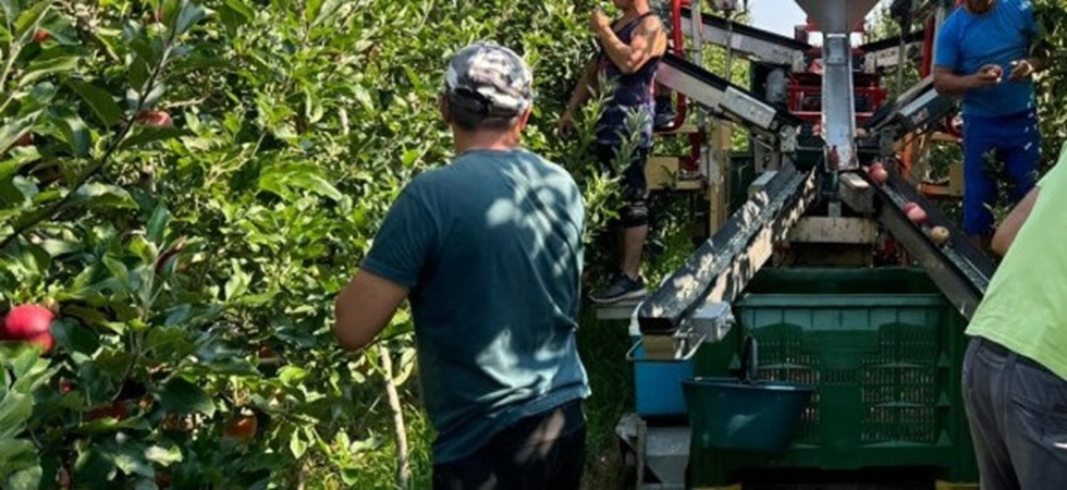 Con il caldo la raccolta delle mele scatta in anticipo: “Attività 'spalmate' tra le prime ore del mattino ed il tardo