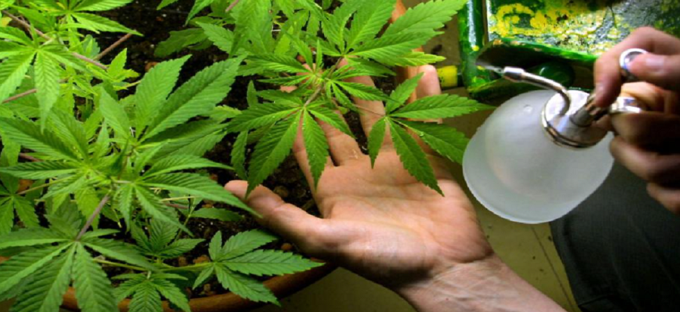 Scoperti con una serra di marijuana in casa, gettano 2,5 chili di droga nel wc all'arrivo dei carabinieri: tre arrestati