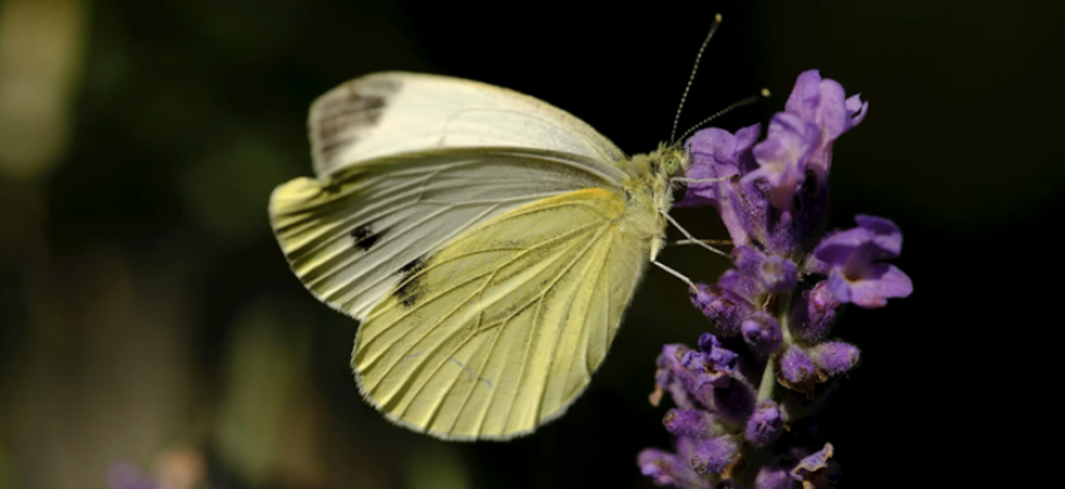 Farfalle e cambiamento climatico: studio pubblicato da Nature rivela la complicata situazione che questi insetti affrontano