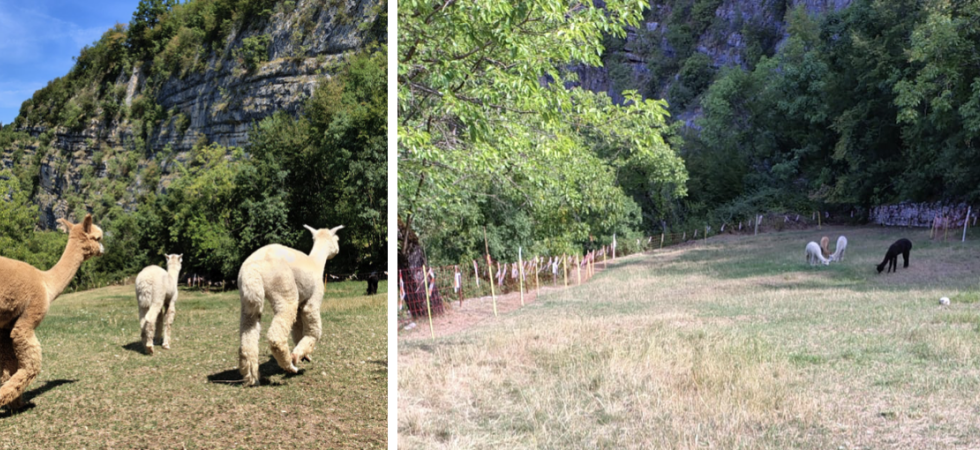 Il caldo brucia l’erba e gli alpaca rischiano di restare senza cibo