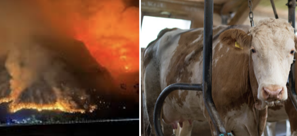 Il devastante incendio è arrivato vicinissimo alla stalla