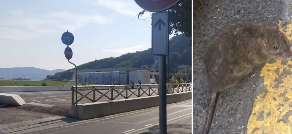 Lungomare preso d'assalto dai ratti a causa dell'abbandono di rifiuti alimentari