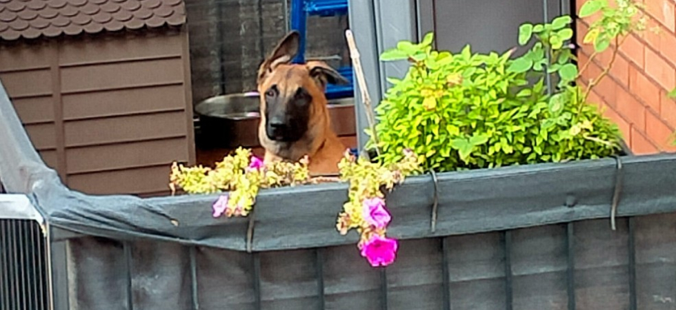 Cagnolino di 5 mesi confinato sul balcone e costretto a fare i bisogni dove dorme