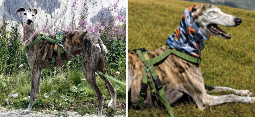 "Medea è stata ritrovata senza vita", triste epilogo per la cagnolona scomparsa in montagna