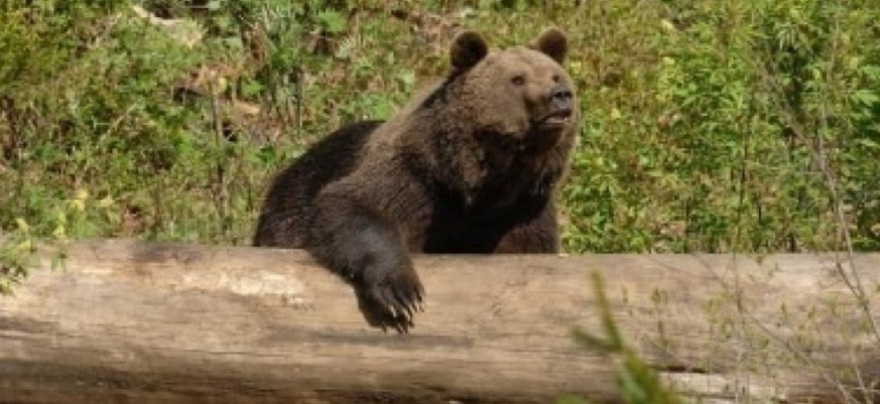 Orsi in Trentino, in aumento le predazioni: 10 bovini uccisi