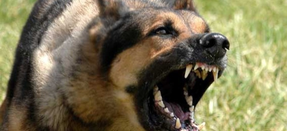 Una coppia azzannata da un pastore tedesco, passeggiata da incubo