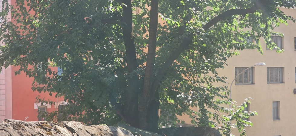 Dopo il violento maltempo il muro era crollato, ora a rischio abbattimento un albero