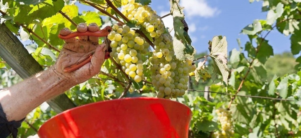La vendemmia mai così presto: Un Ferragosto in vigna