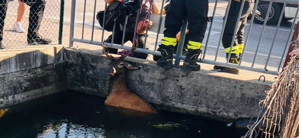 Cervo finisce in un corso d'acqua e non riesce più a uscire: trasportato dalla corrente resta bloccato contro un ponte