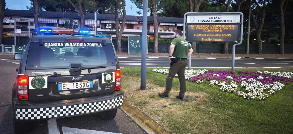 Esodo estivo, scattano i controlli contro l'abbandono dei cani: “Gli autogrill le strutture più sorvegliate”