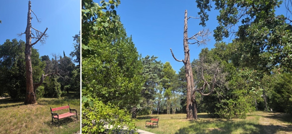 La sequoia secolare voluta da Massimiliano è uno dei simboli del Parco di Miramare