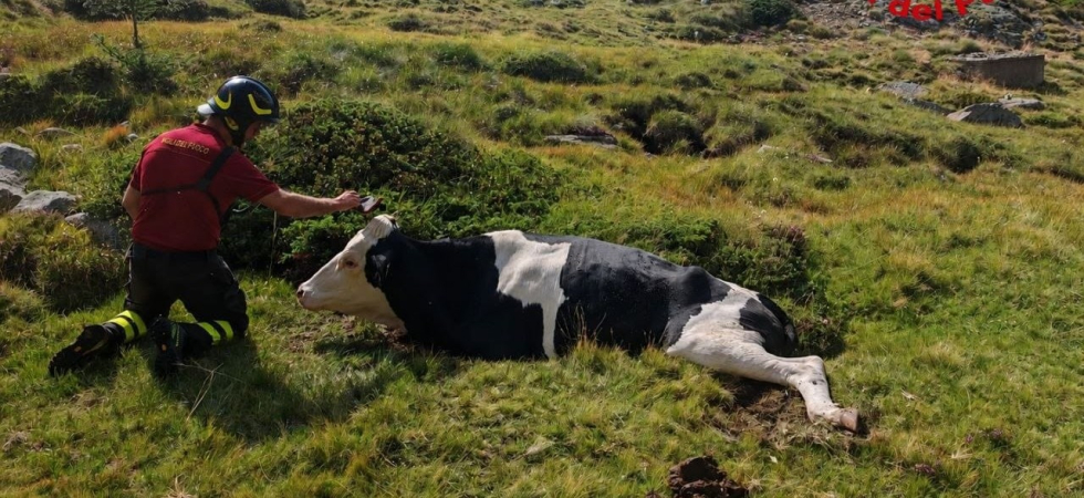 Finisce in una buca nel terreno e non riesce più a camminare: bovino ferito, al pascolo arriva un elicottero per il recupero