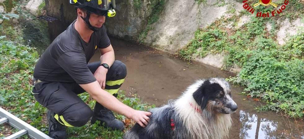 Yuma cade nel canale di scolo dell'ex centrale idroelettrica e resta bloccata: la salvano i vigili del fuoco
