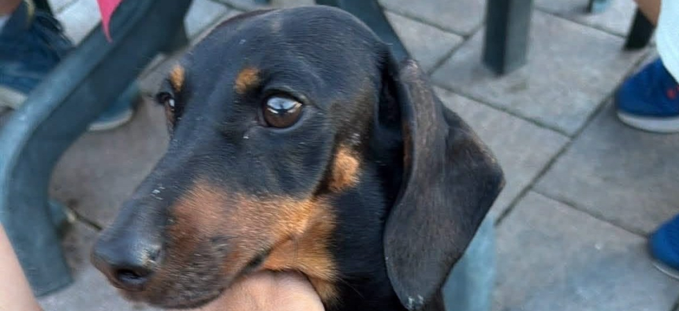 Scomparsa da due settimane, l'appello per ritrovare la cagnolina Ginevra: “Ogni segnalazione può essere preziosa