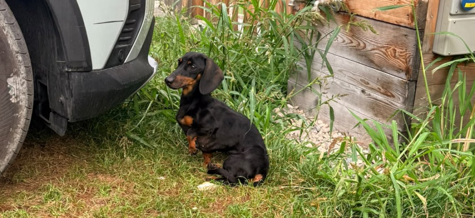 Scomparsa da due settimane nel bosco: la cagnolina Ginevra è stata ritrovata
