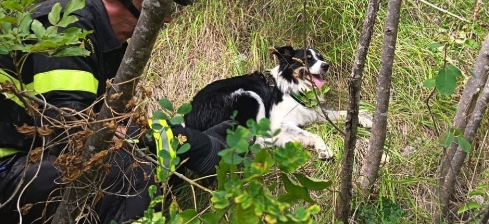 Cane scivola dal sentiero, cade per una quarantina di metri e non riesce a muoversi: a salvarlo arrivano i vigili del fuoco