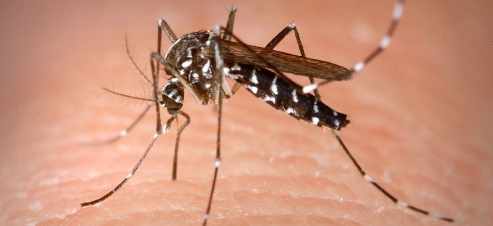 Caso di Dengue in montagna: "Attivate misure di profilassi, scatta la disinfestazione"