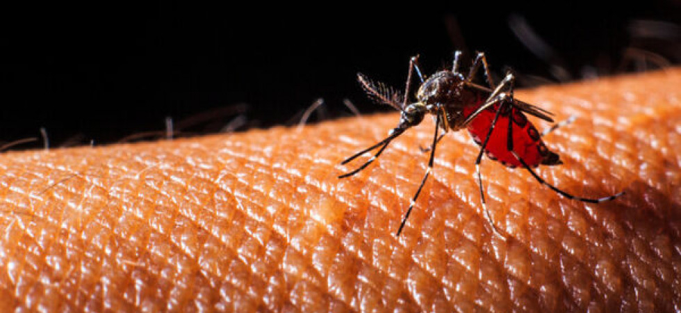Caso di West Nile a oltre 1.000 metri di quota: ordinanza per evitare il proliferare delle zanzare