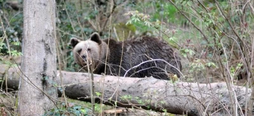 Orso del Bondone: E' un esemplare giovane e particolarmente tollerante nei confronti della vicinanza umana